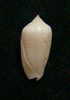 N°2271  //  MITRA ( Imbricaria )  PUNCTATA   " Nelle-CALEDONIE "  //  F++ :  GROSSE : 15,1mm  //  PEU COURANTE . - Seashells & Snail-shells