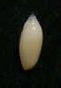N°2272  //  MITRA ( Imbricaria )  OLIVAEFORMIS   " Nelle-CALEDONIE "  //  GEM :  13,2mm  //  ASSEZ COURANTE . - Coquillages
