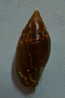 N°2275  //  MITRA ( Strigatella ) SCUTULATA  " Nelle-CALEDONIE " //  F+++  :  23,1mm  //  PEU COURANTE . - Seashells & Snail-shells