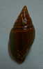 N°2278  //  MITRA ( Strigatella ) SCUTULATA  " Nelle-CALEDONIE " //  F+++  :  30,8mm  //  PEU COURANTE  . - Seashells & Snail-shells