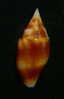 N°2281  //  MITRA ( Nebularia ) CHRYSOSTOMA   " Nelle-CALEDONIE " //  F++  : 31,4mm  //  ASSEZ RARE  . - Schelpen