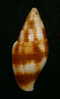 N°2283  //  MITRA ( Nebularia ) CHRYSOSTOMA   " Nelle-CALEDONIE " //  F++  : GEANTE : 45mm  //  ASSEZ RARE  . - Seashells & Snail-shells