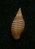 N°2284  //  MITRA ( Domiporta ) FILARIS   " Nelle-CALEDONIE " //  GEM  :  10,7mm  //  PEU COURANTE  . - Conchiglie