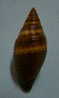 N°2289  //  MITRA ( Nebularia )  AURANTIA  " Nelle-CALEDONIE " //  F+++  :  GROSSE : 38mm  //  PEU COURANTE  . - Conchas Y Caracoles