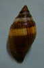 N°2290  //  MITRA ( Nebularia )  AURANTIA  " OBESE "  " Nelle-CALEDONIE " //  F+  :  GEANTE : 42mm  //  ASSEZ RARE  . - Seashells & Snail-shells