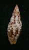 N°2291  //  MITRA ( Neocancilla )  PAPILIO   " Nelle-CALEDONIE " //  GEM  :  23,7mm  //  PEU COURANTE  . - Seashells & Snail-shells