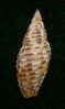 N°2292  //  MITRA ( Neocancilla )  PAPILIO   " Nelle-CALEDONIE " //  GEM  :  31,6mm  //  PEU COURANTE  . - Seashells & Snail-shells