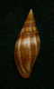 N°2294  //  MITRA ( Mitra )  AMBIGUA   " Nelle-CALEDONIE " //  F+++  :  30,4mm  //  RARE  . - Seashells & Snail-shells