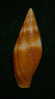 N°2295  //  MITRA ( Mitra )  AMBIGUA   " Nelle-CALEDONIE " //  F++  :  41mm  //  RARE  . - Seashells & Snail-shells