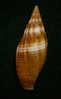 N°2296  //  MITRA ( Mitra )  AMBIGUA   " Nelle-CALEDONIE "  //  F++  :  GROSSE :  44,1mm  //   RARE . - Conchas Y Caracoles