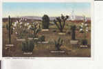 Varieties Of Arizona Cacti - Other & Unclassified