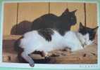 Portugal Illustrated Postcard - Cat - Briefe U. Dokumente