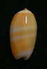 N°2313 // OLIVA  CARNEOLA  BIZONALIS  " Nelle-CALEDONIE "  //  GEM  :  17,1mm //  ASSEZ COURANTE . - Schelpen