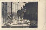 AK TIGER TIGER FOTO-MATERIAL GRIESBACH&KNAUS,ZAGREB,KROATIEN,ZOO, OLD POSTCARD 1940 - Tigres