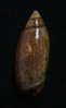 N°2334 // OLIVA  LONGISPIRA  " VANUATU "  //  F+++  :  GROSSE : 25,2mm //   ASSEZ RARE . - Seashells & Snail-shells