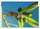 Cigale Et L´ Olivier, Photo J. CH. Gerard (10-683) - Insects