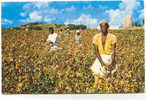 ANTIGUA-1 : Cotton Picking - Antigua & Barbuda