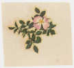 Décalcomanie Années 50 - Fleur - Rose Sauvage - Autres & Non Classés