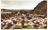 PALM BLOSSOM In Princess Gardens  - TORQUAY - Devon - Torquay