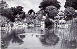 LILY POND Torre Abbey Gardens  - TORQUAY - Devon - Torquay