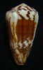 N°2354  //  CONUS  PLANORBIS  VITULINUS  " Nelle-CALEDONIE " //  F+ : GROS : 54,2mm  //  PEU COURANT   . - Seashells & Snail-shells