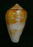 N°2380  //  CONUS  MERCATOR SP.   " AFRIQUE " //  F++/ F+++ :  31mm  //  PEU COURANT   . - Seashells & Snail-shells