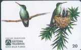 # BRASIL 970416 Beija Flor - Branco Do Bico Curto 20  04.97 -bird,oiseau-  Tres Bon Etat - Brésil