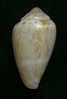N°2390  //  CONUS  VENTRICULUS   " ANGOLA " //  F++ :  28,6mm  //   ASSEZ COURANT   . - Seashells & Snail-shells