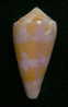 N°2401  //  CONUS  BRUUNI  " Nelle-CALEDONIE "  //  F+/ F++ :  37,5mm  //   TRES RARE   . - Schelpen