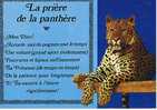 150308 Panthere - Löwen