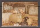 Tierfreundschaften (TR10) Schafe Und Schweine - Schweine