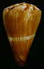 N°2415  //  CONUS  VEXILLUM  " Nelle-CALEDONIE " //  F+/ F++ : GROS : Environ 135mm  //  ASSEZ RARE . - Seashells & Snail-shells