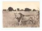 LION.Vitshumbi,plaine Du Lac Edouard.Parc National Albert (2scans) - Leoni