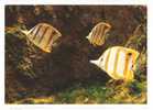 Chelmon Rostratus (2scans,reste De Colle Sur Le Dos) - Fische Und Schaltiere