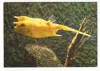 Lactophrys Cornutus (2scans,reste De Colle Sur Le Dos) - Fische Und Schaltiere