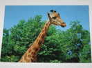 CS18 -   Zoo De Pont Scorff Girafe - Pont Scorff