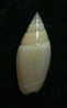 N°2451 //  OLIVELLA  VOLUTELLA  " ALBINOS "   " PEROU "  //  GEM :  14,1mm //  ASSEZ RARE  . - Seashells & Snail-shells