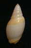 N°2456 //  AMALDA  MAMMILLA   " TAIWAN "  //  GEM :  34,1mm //  PEU COURANTE  . - Conchiglie