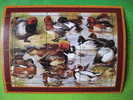 173) GUINE BISSAU 2001 Chasse Bird Canard Duck 11 Canards Avec Leurs Noms Latins - Canards