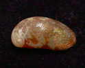 N°2468 //  STOMATELLA  SP.  " VARIETE "   " Nelle-CALEDONIE "  //  GEM :  13,8mm //   PEU COURANT  . - Muscheln & Schnecken