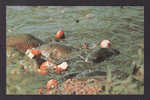 ANIMALS - FISH - COMMON MUD CARP - EATING BREAD THROWN BY VISITORS - PYMATUNING LAKE SOUTH OF LINESVILLE PENNSYLVANIA - Fish & Shellfish