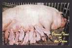 ANIMALS - PIGS - ALMOST A DOZEN ! - DINNER TIME ON THE FARM - Cerdos
