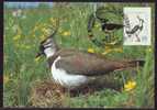 Bird "Naghat":MAXIMUM CARD, 1991, – Carte Maximum, Very Rare!! Romania - Picotenazas & Aves Zancudas