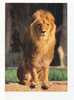 LION -  Panthera Leo - Afrique -  Parc Zoologique  Paris - Leeuwen