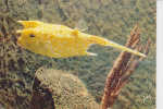 Poisson Coffre    Lactophrys Cornutus - Fische Und Schaltiere