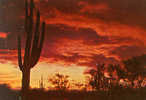 ARIZONA - Desert Sunset - No Moment Is So Reverent As Sunset In The West. Here The Blanding Of The Desert And The Sky... - Other & Unclassified