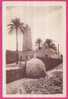 1901 - ALGERIE - OUARGLA -  La Mosquée Et Un Marrabout - Ouargla