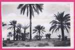 1904 - ALGERIE - OUARGLA -  Dans L'Oasis - Ouargla