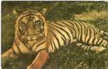 Tigre - Tigri
