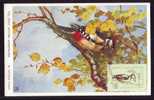 Bird Woodpecker  1959 Very Rare Maxicard,carte Maximum Obliteration FDC - Romania. - Spechten En Klimvogels